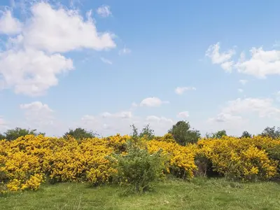 a field of yellow flowers in a field at The Red House - Uk39234 in Minsterley