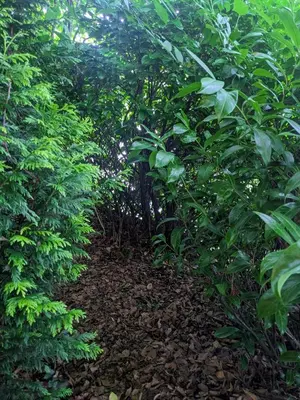 a path through a forest with green trees and leaves at Stay Wild Retreats 'Glamping Pods and Tents' in Wrexham