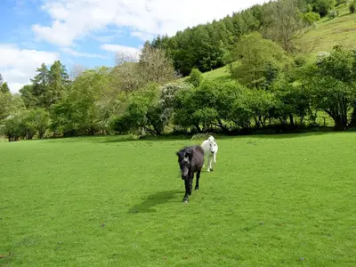 a black dog and a white dog walking in a field at Lower Goytre Farmhouse in Llanvair Waterdine