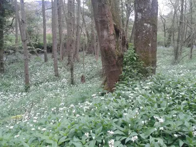 a field of white flowers in the woods at Mortimer Trail B and B in Aymestrey