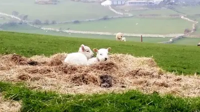 two lambs laying in a pile of hay in a field at Yr Hen Beudy in Tywyn