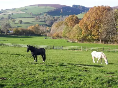 two horses grazing in a field of green grass at Buzzards Breg in Builth Wells