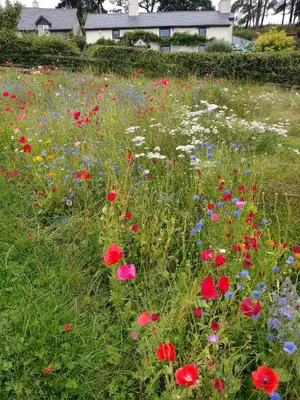 a field of colorful flowers in a yard at Wheat Cottage - 5* Cyfie Farm with private covered hot tub in Llanfyllin