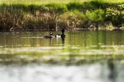 two ducks swimming in the water on a lake at 3 Bed in Aberaeron oc-bow315 in Cross Inn