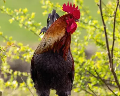 a rooster with a red head standing in a tree at Barley Cottage - 5* Cyfie Farm with log burner and private covered hot tub in Llanfyllin