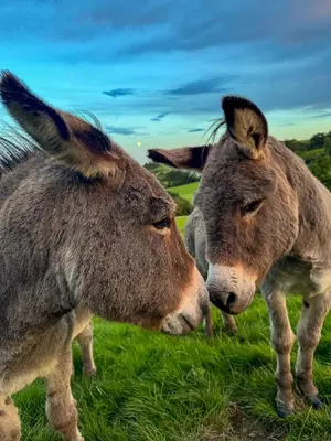 two donkeys standing next to each other in a field at Barley Cottage - 5* Cyfie Farm with log burner and private covered hot tub in Llanfyllin