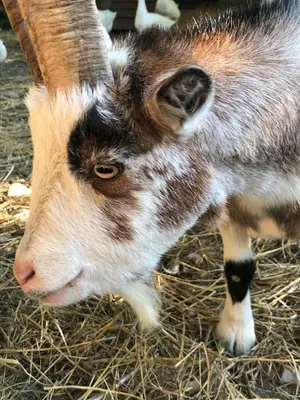 a goat is standing in some hay at Redwood Lodge, Dee Valley Stays - cosy microlodge with detached private shower & WC in Corwen