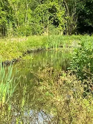 a small body of water with grass and trees at Marshpools Bed & Breakfast - Licensed near Weobley village in Weobley