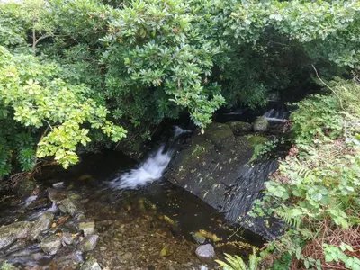 a stream of water in a forest with trees at Tyn Llwyn in Talsarnau