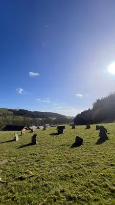 a group of animals laying in a field at Cherry Cabin - Little Log Cabin in Wales in Bettws Cedewain
