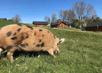 a large pig grazing in a field of grass at Blossom Cabin - Little log Cabin in Wales in Newtown