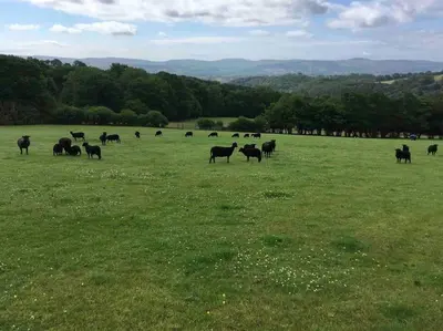 a herd of cows grazing in a field of grass at Ravens Rest in Llanwrda