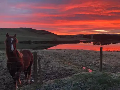 a horse standing behind a fence at sunset at Lake view Romantic retreat in Aberystwyth
