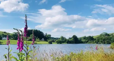 a view of a lake with purple flowers at Lake view Romantic retreat in Aberystwyth