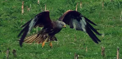 a bird flying in a field of grass at Lake view Romantic retreat in Aberystwyth