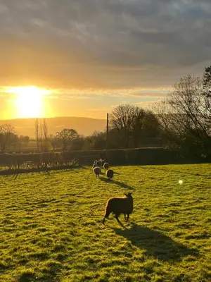 a group of sheep in a field at sunset at Wye View Lodge, Hay View Lodges in Hereford