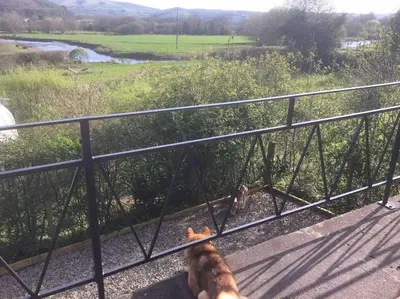 a dog sitting on a bridge looking over a river at Riverside Chalet in heart of Lampeter, West Wales in Lampeter