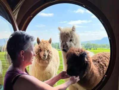 a woman looking at two llamas through a window at Rabbit Warren in Llansantffraid-ym-Mechain