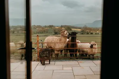 a group of sheep standing behind a fence at Owl Hollow in Llansantffraid-ym-Mechain
