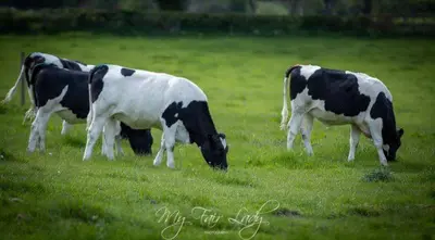 three cows grazing in a field of grass at The Prancing Pony in Llanrhaeadr-ym-Mochnant