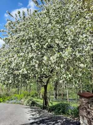 a tree with white flowers on the side of a road at The Hen Den in Ludlow