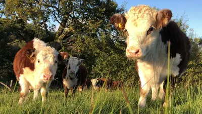 three cows standing in a field of grass at The Edwardian Caravan 'Dora' in Lampeter