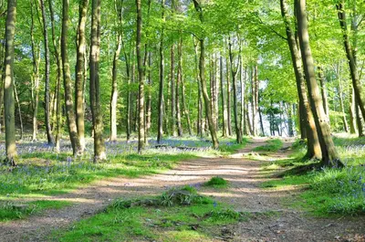 a dirt road in a forest with trees and blue flowers at Ground floor well appointed cosy flat in Ludlow in Ludlow