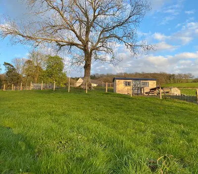a tree in the middle of a field with a fence at Oakies Farm Stays in Llandovery