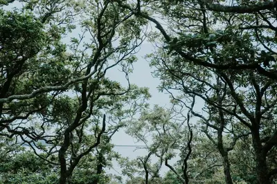 a group of trees with the sky in the background at Snowdonia Mawddach Cabin and hot tub Glamping in Barmouth