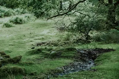 a stream in a field with a tree and grass at Oak SPECIAL WINTER OFFERS - Hot tub in Barmouth