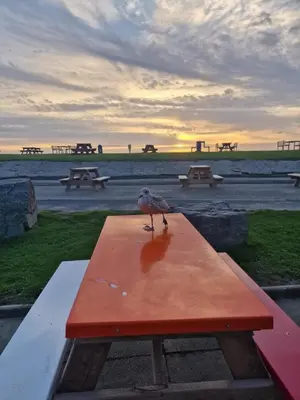 a bird sitting on top of a picnic table at Chalet 88 in Aberystwyth