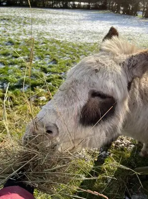 a white cow eating grass in a field at Ramblers retreat in Shrewsbury