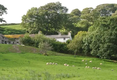 a herd of sheep grazing in a green field at Glan y Morfa Welsh farmhouse overlooking Dyfi Estuary Rated 4 star Visit Wales in Pennal