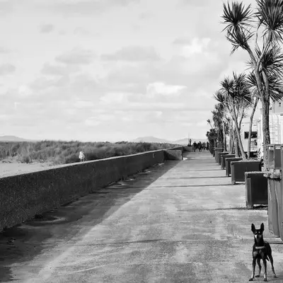 a dog standing on a road next to a beach at Harbourside 2 Bed apartment, Barmouth Bridge Views in Barmouth