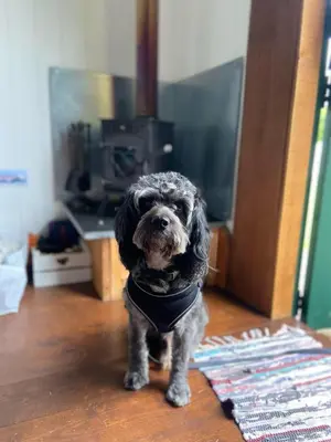 a small black dog standing on a wooden floor at Shire the Shepherd's Hut at Pentref Luxury Camping in Penuwch