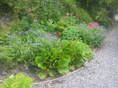 a garden of flowers and plants in a garden at Top Floor at Cantref House in Brecon