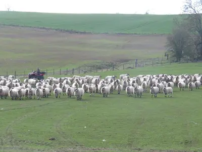 a large herd of sheep walking in a field at Llanhedric House in Clun