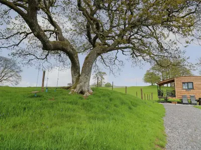a tree on a grassy hill next to a cabin at Wild Acre in Llangadog