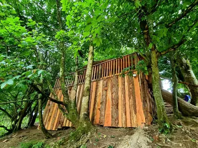 a wooden bridge in the middle of a forest at Tree House in Aberaeron