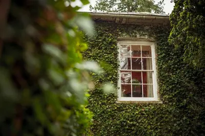 a window on the side of a building covered in ivy at Gelly Dylan Thomas Paradise in Lampeter
