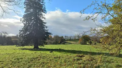 a dog laying in a field next to a tree at Gelly Dylan Thomas Paradise in Lampeter
