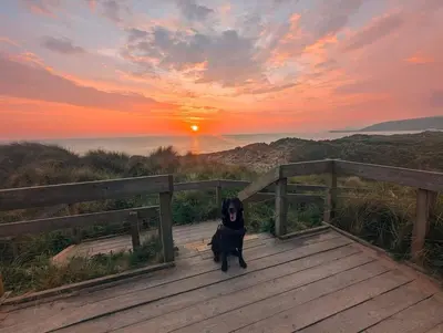 a black dog sitting on a boardwalk at sunset at Peacehaven, Ynyslas, Borth in Borth