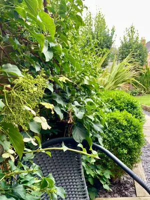 a black bench in a garden with a bush at River walk . Shrewsbury.Shropshire.With parking. in Shrewsbury