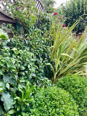 a garden with lots of green plants and flowers at River walk . Shrewsbury.Shropshire.With parking. in Shrewsbury