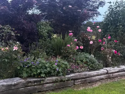a garden with pink flowers in a stone wall at Romantic country cabin with log burner, spectacular views, spa hot tub - Brecon Beacons National Park dog friendly in Llangadog