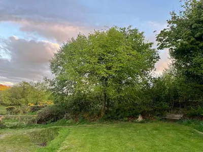 a tree in the middle of a field with a bench at Tranquil 1 bedroom cottage 15 mins drive to sea in Mydroilin